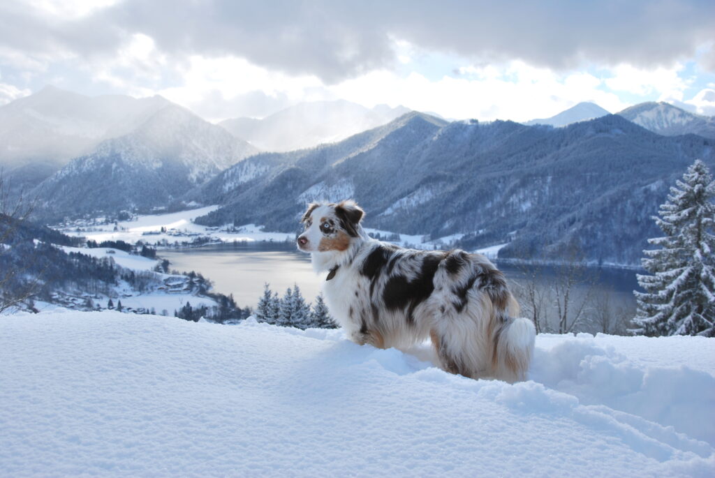 Hund im Schnee