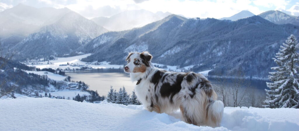 Hund im Schnee